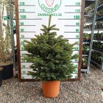 Smrek pichľavý (Picea pungens) ´GLAUCA´ - výška 80-100 cm, kont. C12L